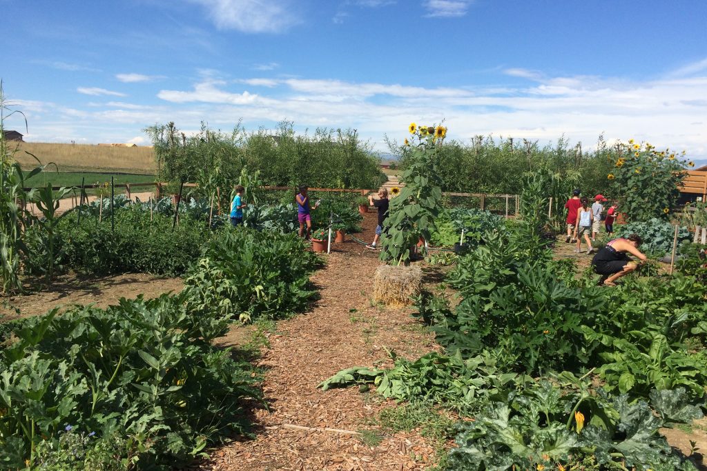 The Community Garden At Centerra Northern Colorado Homes For Sale