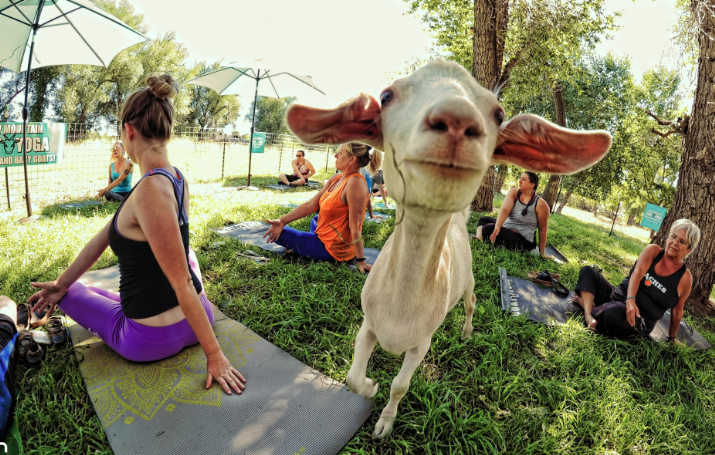 In Centerra, Loveland Colorado, a goat curiously approaches the camera among a group of people practicing yoga outdoors on a grassy field, set against the backdrop of beautiful new homes.