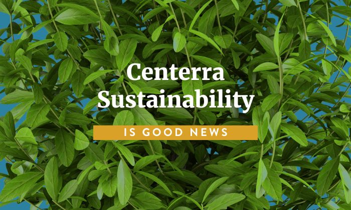 graphic with leaf background that says centerra sustainability is good news