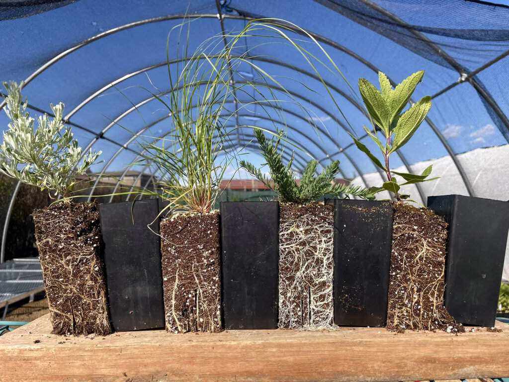 Six potted plants with visible roots sit side by side on a wooden surface inside a greenhouse, reminiscent of the lush greenery you might find around Centerra in Loveland, Colorado. This serene setting captures the vibrant life that new homes in this area can embrace.